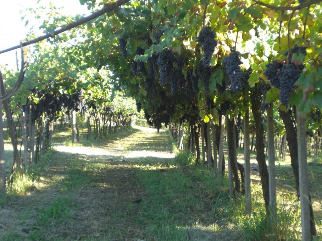 Bed & Breakfast Sforza 19 San Colombano al Lambro Exterior photo